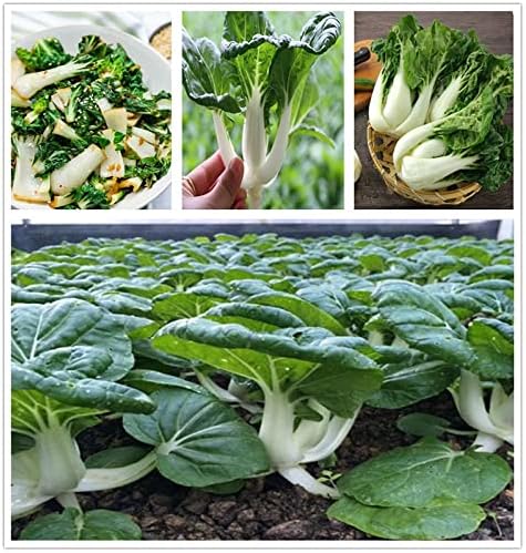 300 Baby Bok Choy Seeds Dwarf Pak Choi Asian Vegetable Chinese Cabbage