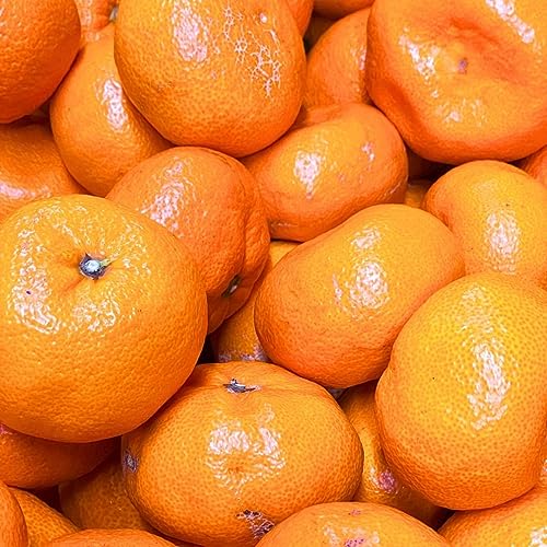 予約 熟成 みかん とにかく 大玉 箱込10kg(内容量9.2kg) 2Lサイズ以上 秀品 優品 混合 有田みかん 和歌山県産 産地直送 家庭用 和歌山ミカン 10キロ 十キロ ご自宅用 ミカン 蜜柑 秀 わかやま 産直 箱買い おいしい 美味しい お取り