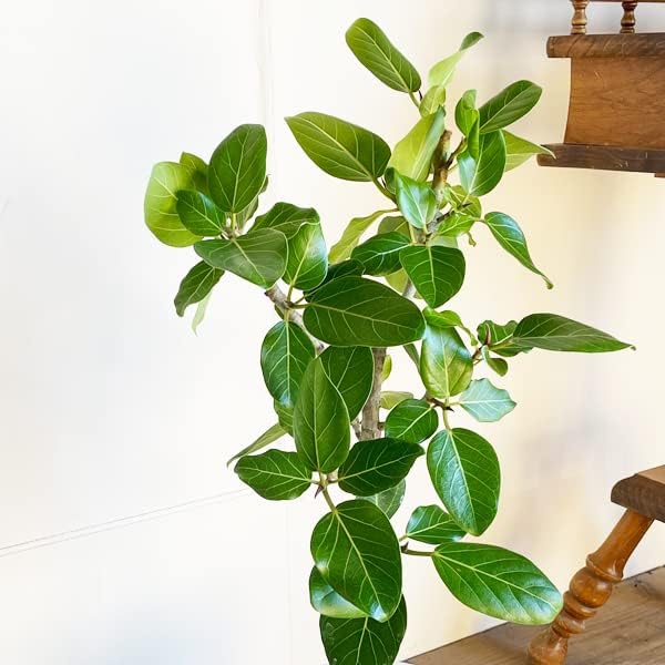 フィカス ベンガレンシス 本物 ボタニープランター植え ６号 ホワイト 観葉植物 中型 お祝い ベンガルゴム ゴムの木