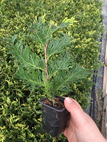 10 Thuja Green Giant Arborvitae 7-10 inches Tall Trees