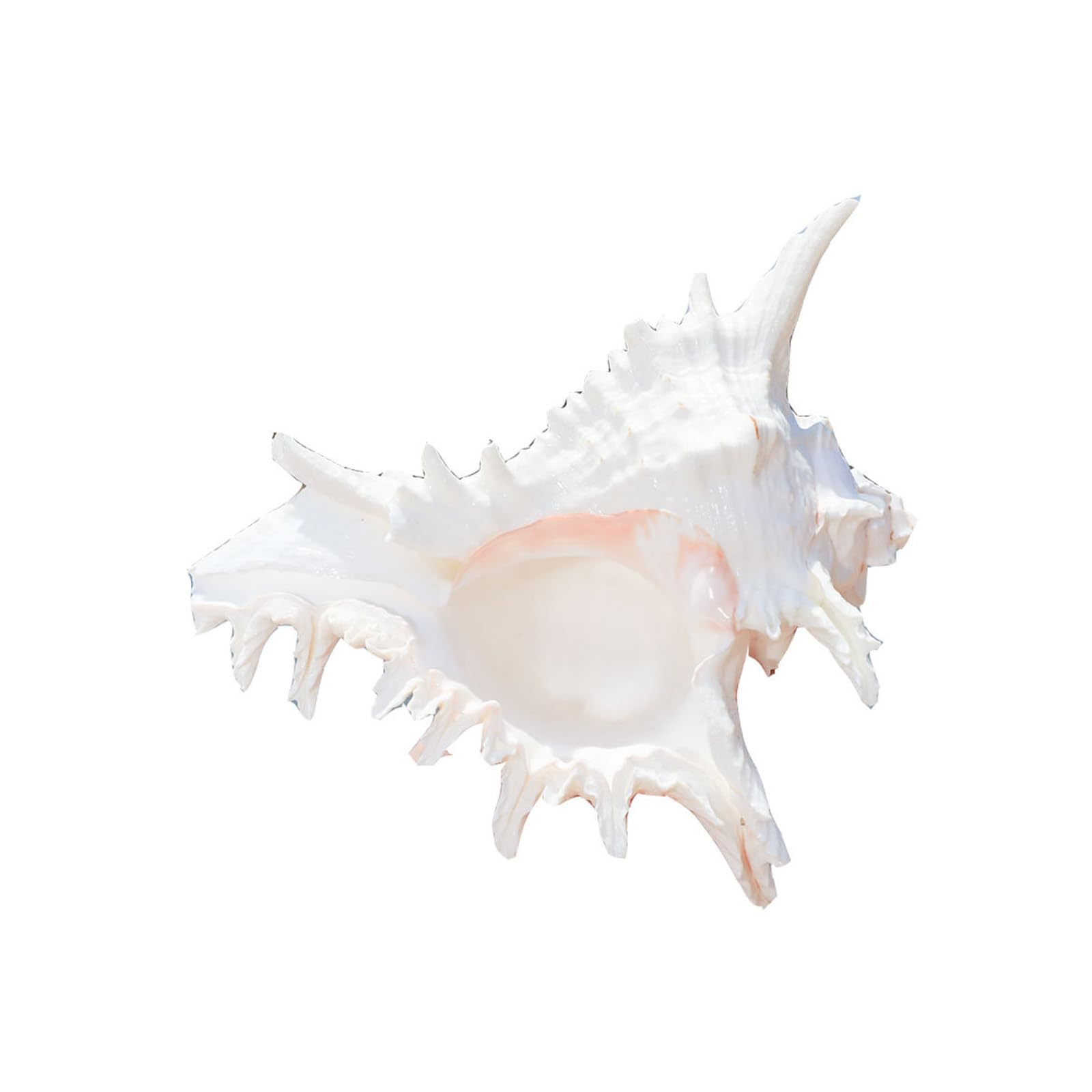 Large Natural Conch Shells for Fish Decor Wedding Beach Theme Party Home Decors Natural Conch Shell Decors Beach Theme Party Home Decorations Large Seashells for Fish Decors