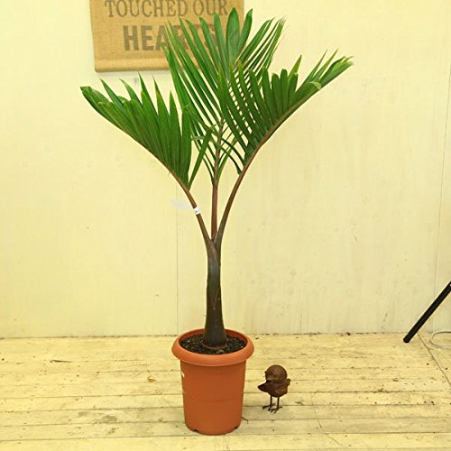 Amazon｜希少品種・観葉植物：トックリヤシ(徳利椰子)*大型ヤマト便