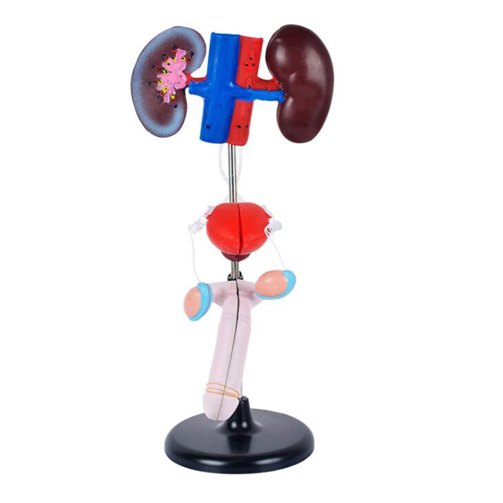 Sjdopulse Men's A Human Genitourinary System Model - Human Organ Natomy Model Genitourinary Model - Pvc Material Genitourinary Natomical Model - For Medical Educational Training Id (A)