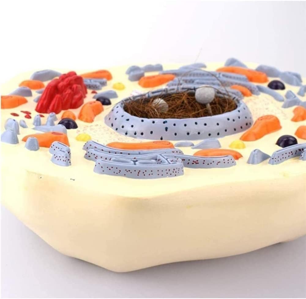 Tierzell-Anatomie-Modell, 20000-fache Vergrößerung, inklusive Mitochondrien, biologische Zellstruktur für Klassenzimmer & Labor-Lernen, Lernmodell