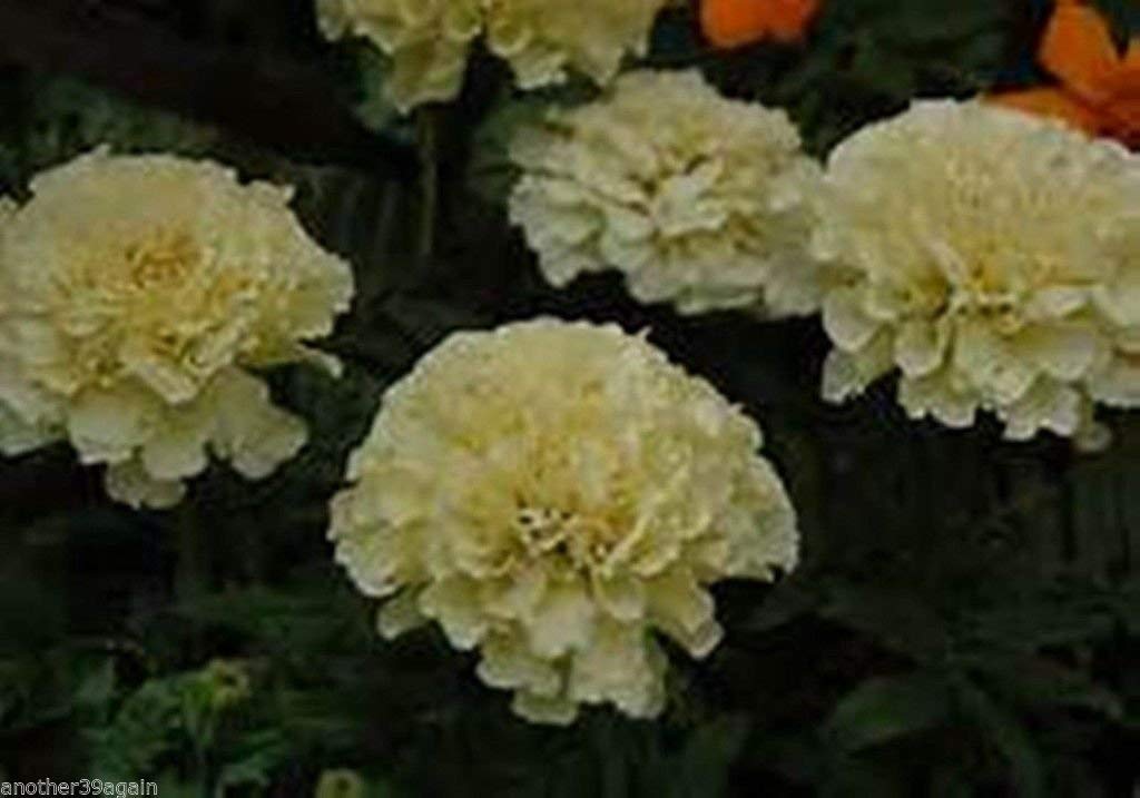 American Marigold Avorio 35 SEMI Fiori doppi ON Alto fusto FACILE PER CRESCERE
