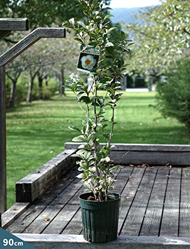Amazon.co.jp: シャラの木 （ナツツバキ） ポット苗 : DIY・工具・ガーデン