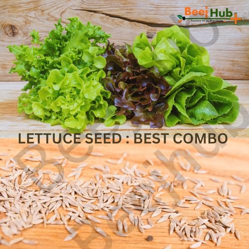 Image of BEEJHUB - Lettuce Seed | 5 Vaieties | Exotic Variety |1200+ Seeds| For Home Gardening | Hydroponic | Lollo Rosso | Iceberg | Batavia | Grand Rapids | Romaine - 220+Seeds Each Variety | Combo Pack