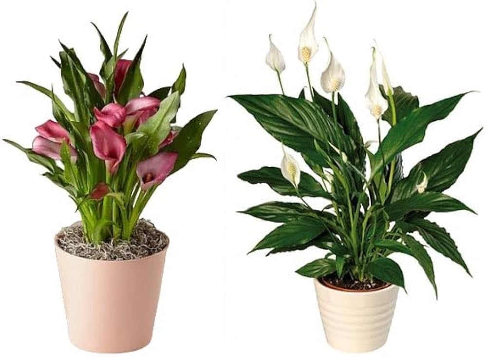 See full amazon price history chart for pis lily plant,peace lily indoors Pack Of 1 pis lily plant,peace lily indoors Pack Of 1 (B0CWFJDXDD) Amazon Price History, Amazon Price Tracker