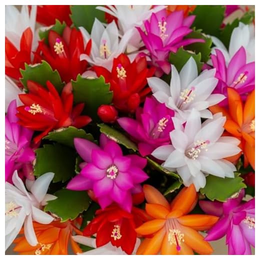 Easter Cactus Mixed Plant Collection