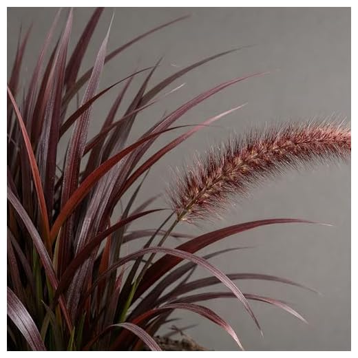 Purple Fountain Grass 'Rubrum' Tray of 21