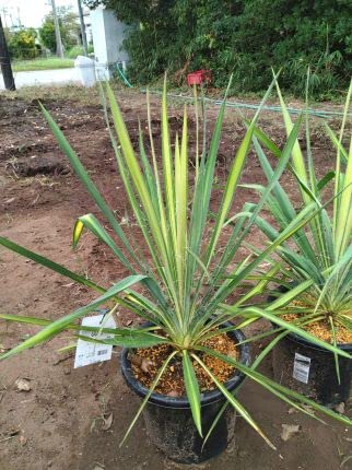 Amazon｜耐寒性ユッカ ≪ゴールデンソード 7号≫お任せ株｜観葉植物