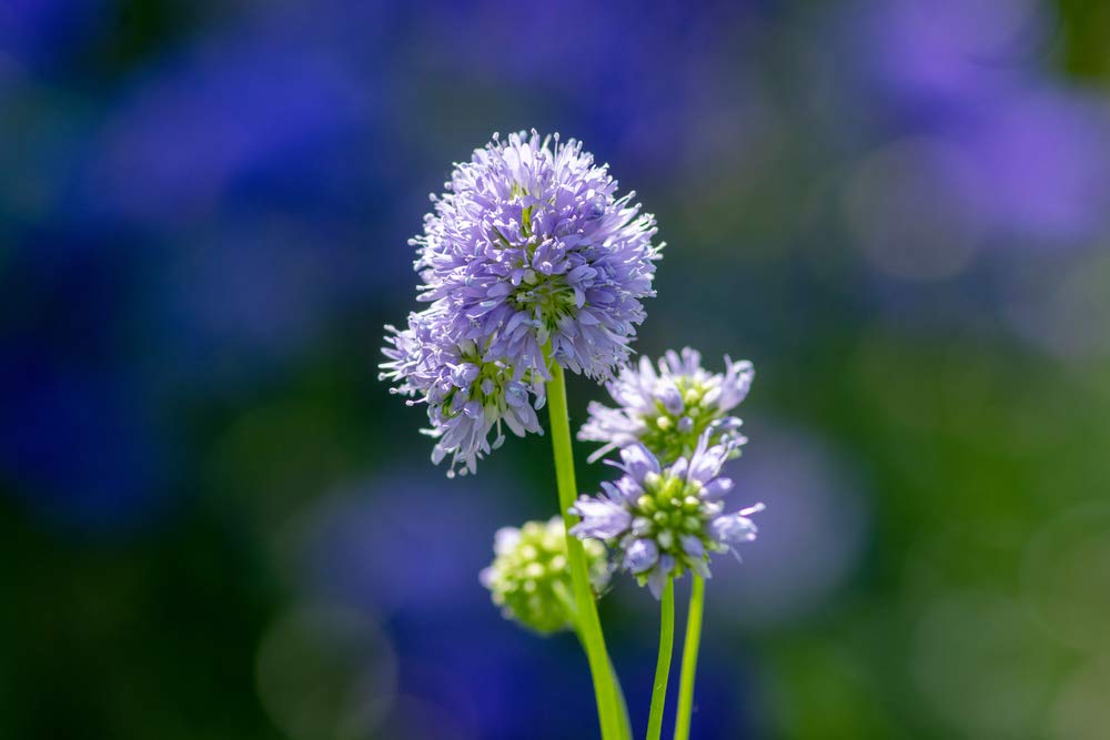 Amazon.com : Globe Gilia Flower Seeds for Planting, 1000+ Seeds