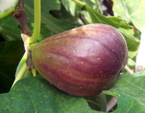Brown Turkey Fig Tree - A Gift That Keeps Giving - Self Pollinating Live Fruit Plant by DAS Farms