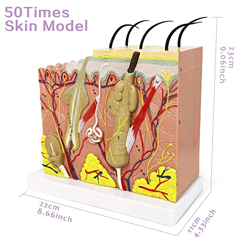 Image of Human Anatomy Skin Model, 50X, with Hair, with Teaching Manual | Benilev Skin Anatomy Model, Suitable For Anatomy Study, Education And Teaching Demonstration, Ideal For Medical Students