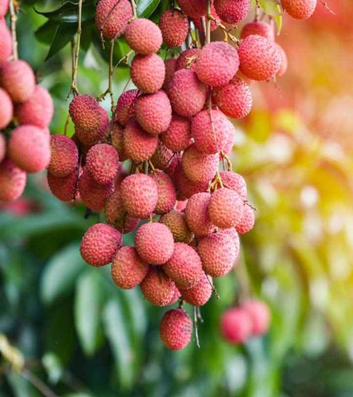 GreenWorld Special Sweet Hybrid Seedless Litchi Plant,Lychee/Lichu (GRAFTED) Healthy Live Plant Original Variety,Pack Of 1, Fruit After 1 Year (B0CCHW9PHX) Amazon Price History, Amazon Price Tracker