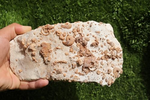 Image of Douvilleiceras & Gastropods Plate Cretaceous Fossils Fossils from Morocco Fossil Rock Ammonites Fossil A197
