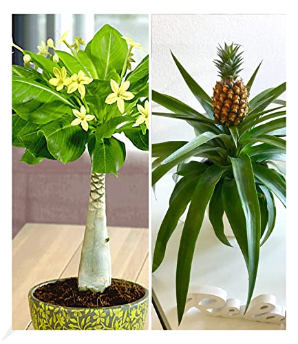 BALDUR Garten Zimmerpflanzen-Mix Südsee, 2 Pflanzen 1 Pflanze, Hawaii-Palme und 1 Pflanze,...