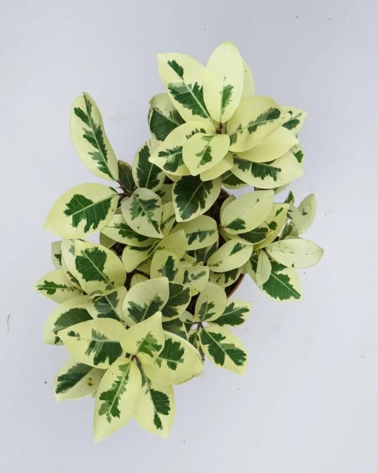 Ashokavanam Ficus Safari Plant (benjamina) (B0BGJFWFN4) Amazon Price History, Amazon Price Tracker