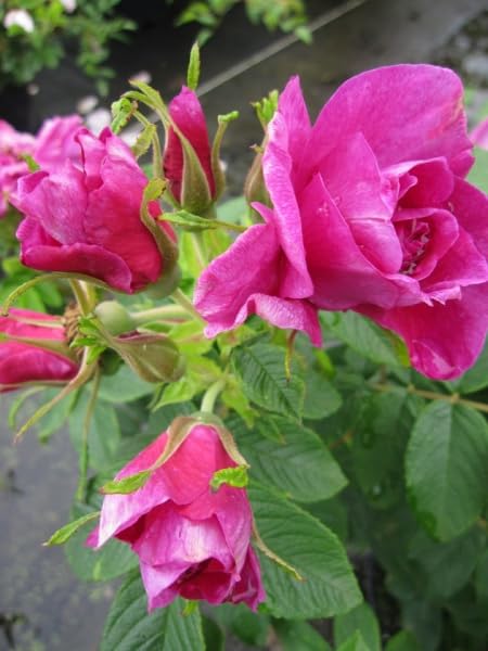 Parkrose Hansa® - Rosa rugosa Hansa® - violettrot - Duft++++