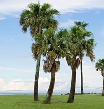 ワシントンヤシ 10号175cm Washingtonia robusta 519IcDVn5EL._UF350,350_QL80_.jpg