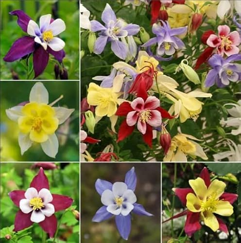 Mixed Columbine Mckana Giants Flower Seeds（2000)-Beautiful-Garden Planting #TOP1
