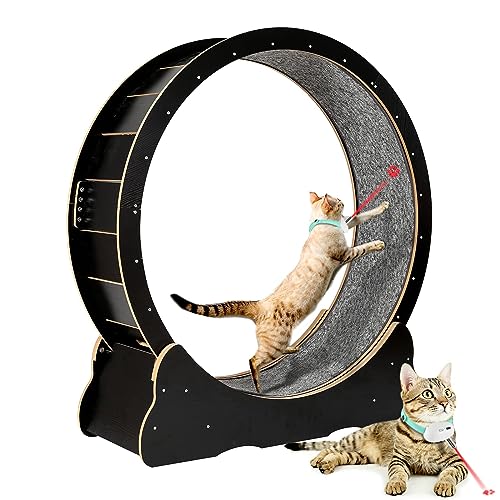 10 Best Hoiru Cat Wheels for Happy and Healthy Felines! Furry Folly