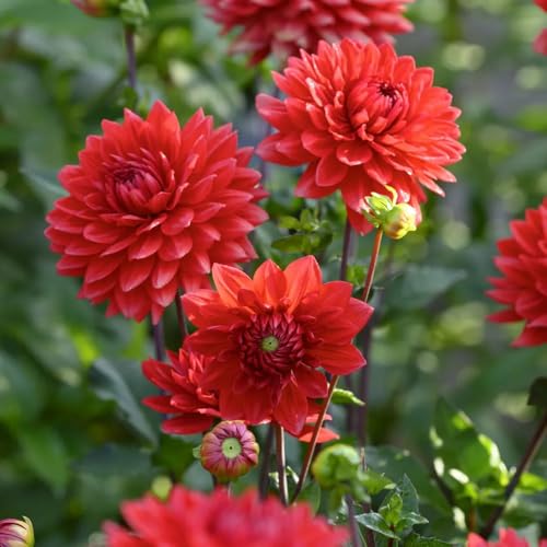 Bulbi di dalia, rustiche per balconi acquistarere bulbi da I bulbi da sono perenni resistenti 10pcs