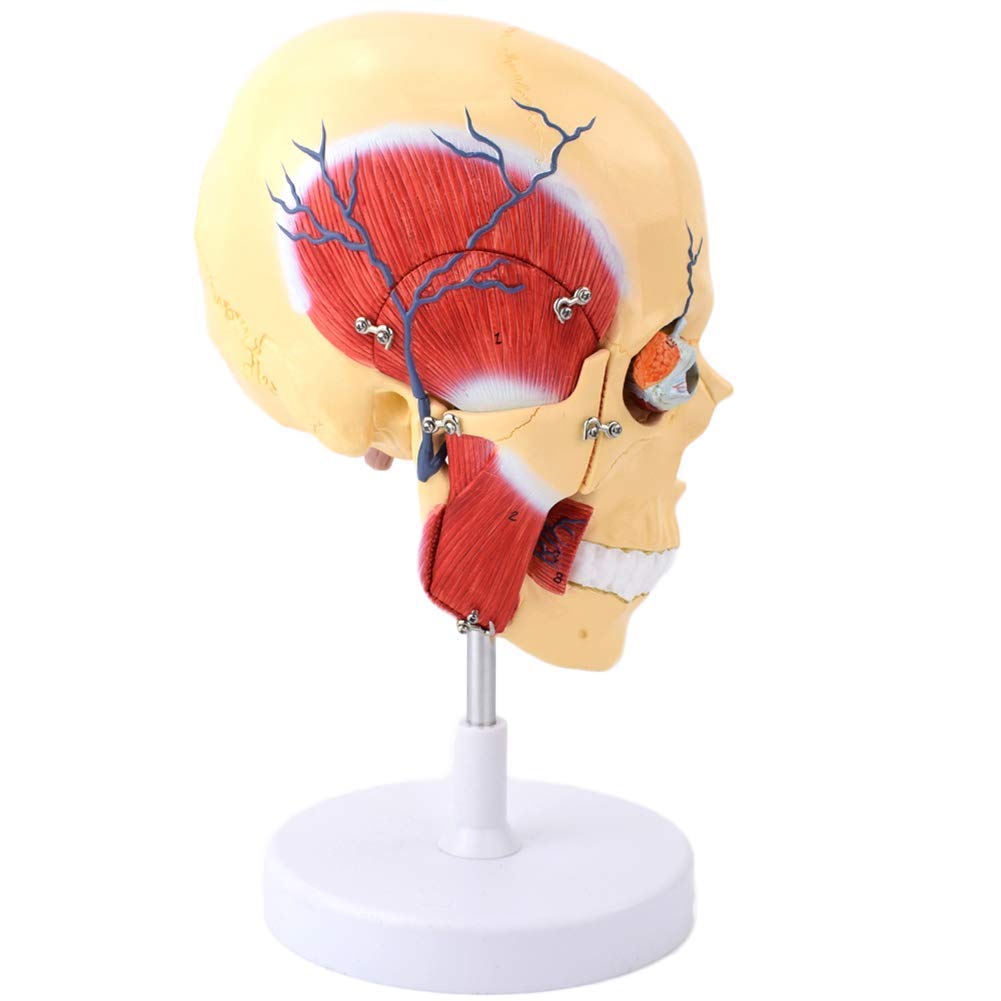 Amazon.co.jp: 人間の咀嚼筋モデル - 人間の頭蓋骨脳モデル - 顎