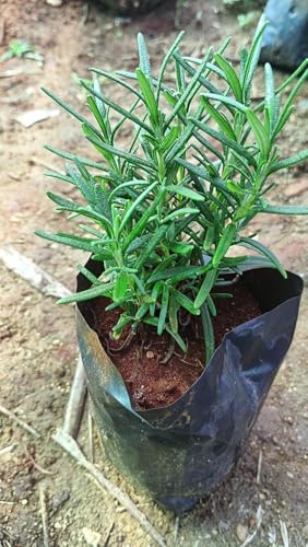Image of Rosemary Plant with Pot, Live Organic Herb for Garden, Kitchen and Hair Care