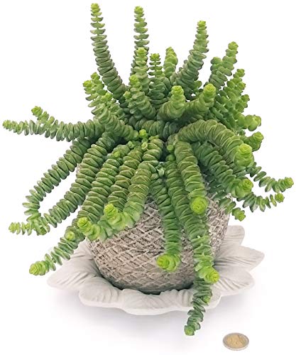 POWERS TO FLOWERS - CRASSULA HOTTENTOT, COLLANA DI GIADA, IN VASO PIETRA E SOTTOVASONIN CERAMICA SATINATO, pianta vera