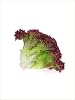 Erdem Garden Imported Lettuce Red Salad (Curly) 1000 Pcs. Seed