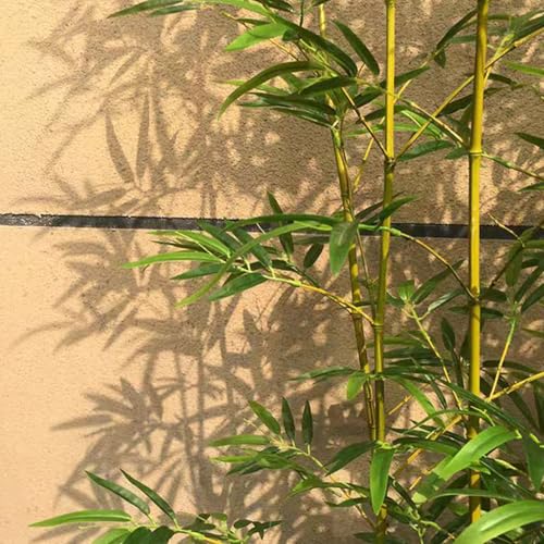 Rytgdxss | tFX lH| ϋv\At̎_炩AƎRɗhAł̓̔y߂AԂ̃\t@eAAp[g̃x_œK160cm/60{