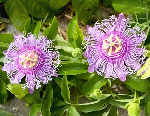 Image of Most Beautiful Fragrange Hybride inch Flower inchTree Plant Pack of 1|| For Home Garden Outdoor Live Flower Tree Plant (Purple Passion)