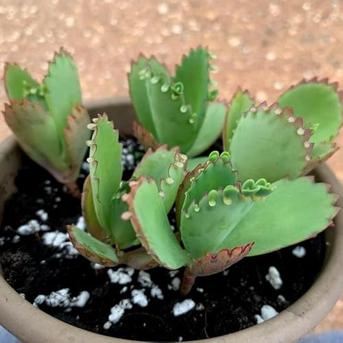5 Live Kalanchoe Plants Mother of Thousands Mexican Hat Succulent Rooted Plants