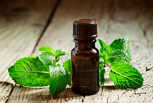 Seedsup - 1000+ Peppermint (Mentha X Piperita) Mint Medicinal - Herb Green #TOP7