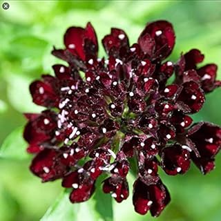 Caribou Seed Company | Black Knight Scabiosa | 30 Seeds | Deep Burgundy Black Blooms | Fresh Canadian Seed