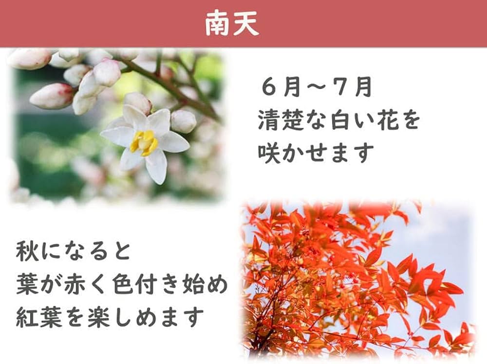 519JSCrQuFL._AC_UF1000,