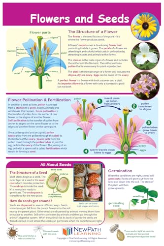 Image of NewPath Learning Grade 5 Science Anchor Charts - Set of 10 (12x18 inch) & 25-Page Resource Guide Covering Advanced Life, Earth & Physical Science For Classroom & Homeschool Use (94-9950)