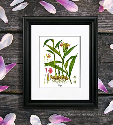 Botanical Herb Prints Wall Art Set Of 6 Unframed Botanical Prints Kitchen Wall Decor #TOP7