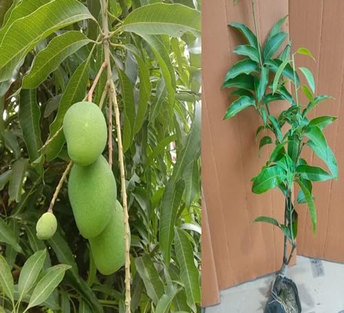 Image of sadabahar mango plant Grafted All Time Thai Sadabahar Variety Grafted Mango Plant (Four time Yearly) Height 1.5-3 feet