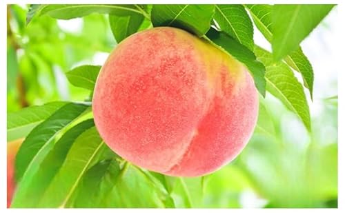 先行予約 2026年発送 浅間水蜜桃 もも 川中島白桃 秀品 約5kg ふるさと納税 長野県産 小諸市 桃 果物 フルーツ モモ 果肉