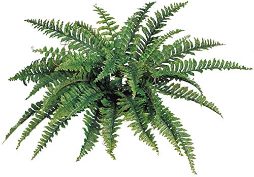Floral Homew Artificial Boston Fern Plant with 42 Lifelike Green Silk Fronds | 34