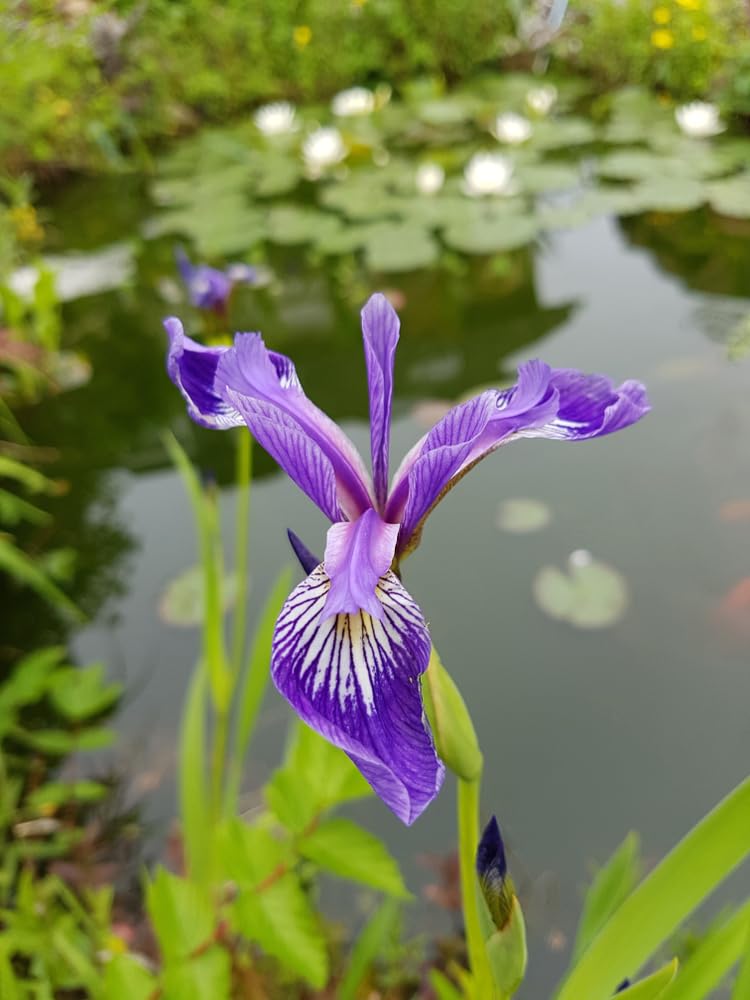 Lincolnshire Pond Plants Ltd - Iris versicolor (Blue Flag or Poison Flag) - Marginal Pond Plants - MP060-1 / 9cm