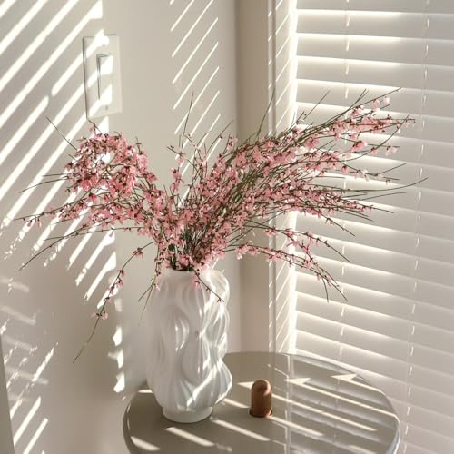 semi resistenti di ginestra - decorazione balcone soggiorno perenni esotiche 100pcs