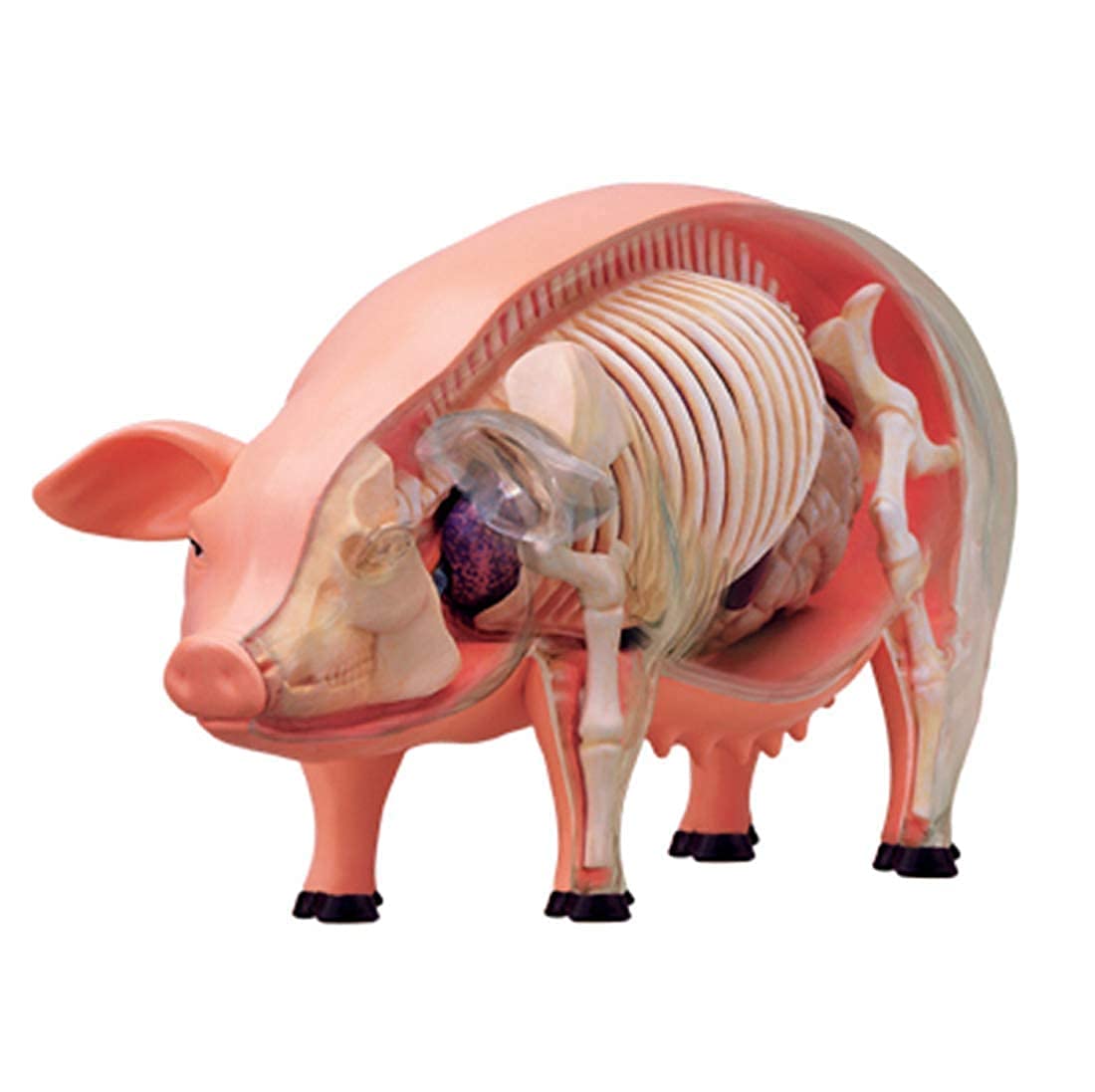 Modelo Ensamblaje Simulación Cerdo Modelo Anatómico Anatomía Biología Animal Órgano 15,6 8,8 7,7 Cm