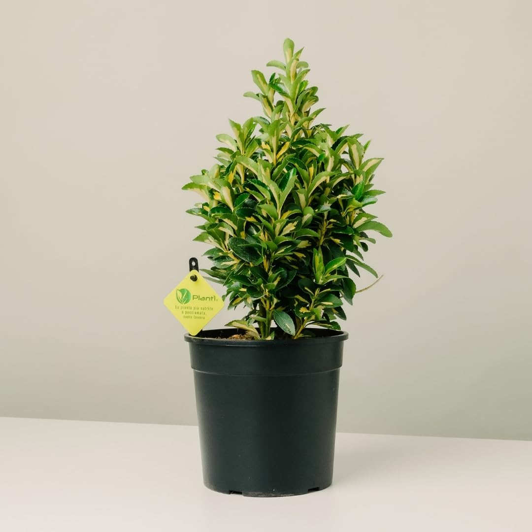 EUONYMUS JAPONICUS Arbusto sempreverde da esterno, vaso da 19 cm. Piante vere da giardino e terrazzo con foglie variegate. 6 mesi di concimazione inclusi. Idea regalo pianta da esterno (Kathy).