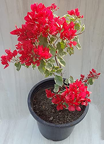 HGG Hari Giver Garden Live Red Bougainvillea Lovely Flower Hardy Tropical Decorative Vine Plant For Home/Outdoor Garden - Healthy Live 1 Healthy Plant With Mini Black Pot (B09GN9YG15) Amazon Price History, Amazon Price Tracker