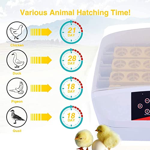 Sailnovo 56 Eier Inkubator Brutmaschine LCD Vollautomatisch Brutapparat Brutkasten für Hühner Geflügel (Nein LED) – Bild 5