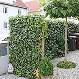 40 meter hecke schneiden notwendige Fixierpunkte je Element: 2 Stück