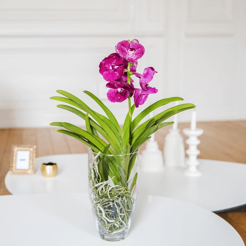 Fleurs et Délices - Orchidée Vanda - Plante d'intérieur Avec cache-pot - Cadeau Anniversaire Fête des Grand-mères Mamie - Fabrication Française...